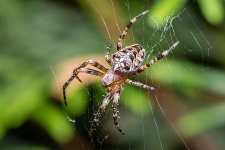 The Garden cross spider sitting on web - Araneus diadematus - closeup - macroの写真素材