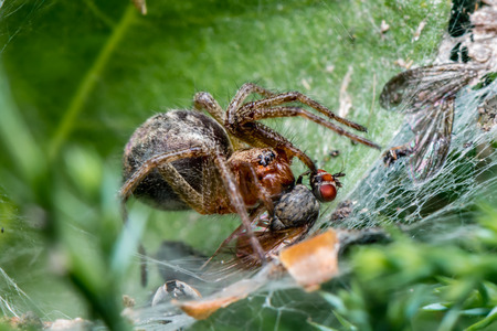 Labyrinth Spider eating fly - Agelena labyrinthica - a funnel-web spider - macro - closeupの写真素材