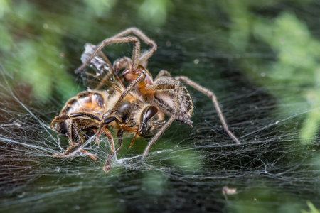 Labyrinth Spider eating bee - Agelena labyrinthica - a funnel-web spider - macro - closeupの写真素材