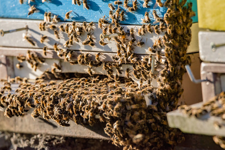 Swarm of bees hanging on beehive entrance