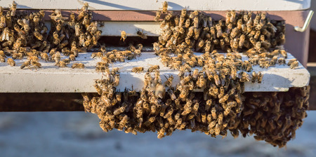 Swarm of bees landing on hive in an apiary - web banner