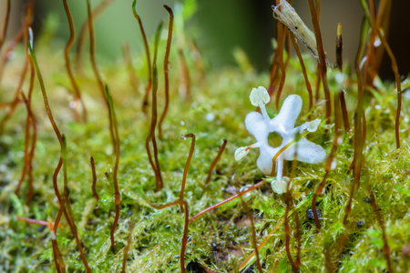 Amazing photo of blooming moss - macro shot - closeup.の写真素材