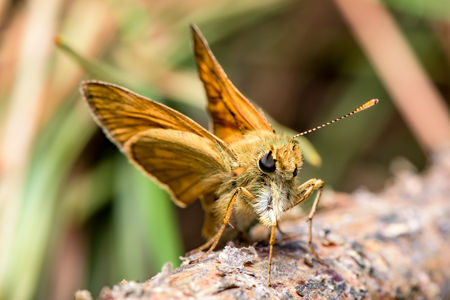 The Essex skipper (Thymelicus lineola) - orange butterfly in family Hesperiidae - European skipper - closeup.の写真素材