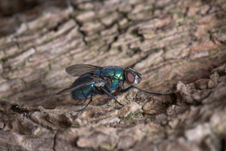 A big green fly on the bark of a tree, drinking tree juice - macro, close-up.