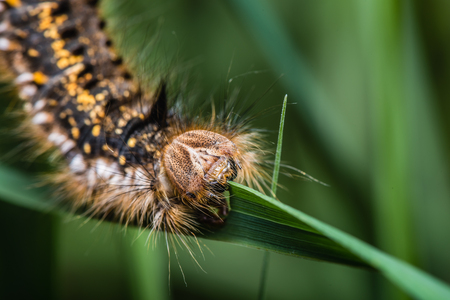 A large hairy colorful caterpillar on natural green background - macro, closeupの写真素材