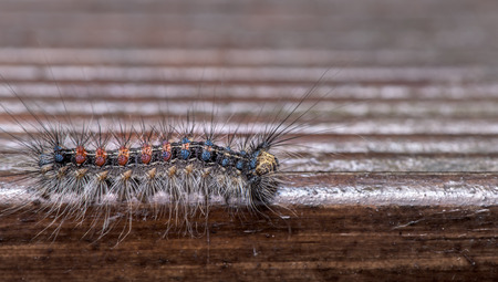 The gypsy moth ( Lymantria dispar ) - family Erebidae - hairy, colorful caterpillar - macro - closeupの写真素材