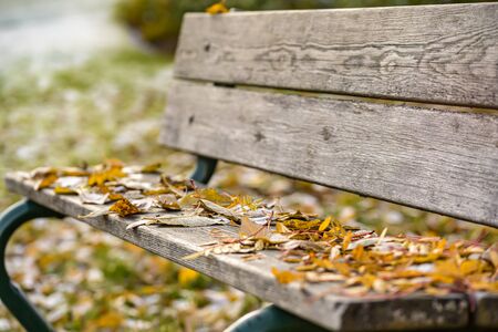 Bench in Autumn park covered with autumn leaves.