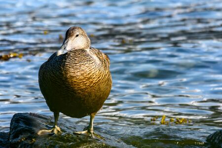 Common eider duck is the biggest sea duck speciesの写真素材