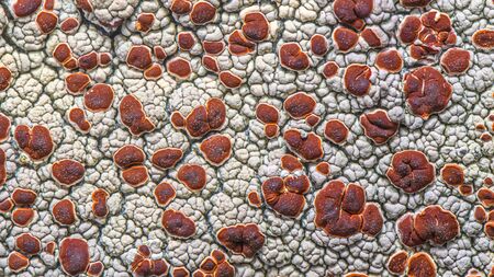 Red and white crustose lichen on the rock ( Ophioparma ventosa ) - closeup photo top view. Photo made in north of Norway on the coast - near Tromso City.の写真素材