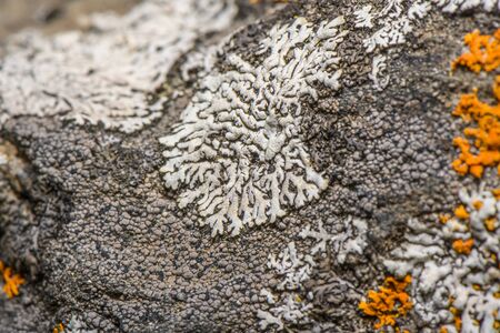 Physcia caesia, known as blue-gray rosette lichen and powder-back lichen. closeup photo with blurred lens effect. Selective focus. Photo made in north of Norway on the coast - near Tromso City.の写真素材