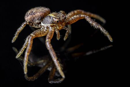 The common crab spider on black background ( Xysticus cristatus )- macro, closeup - art designの写真素材