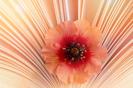 Beautiful little flower in a book, aroma of story.の写真素材