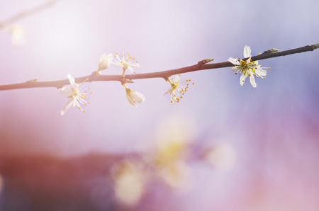 A branch of a blossoming tree with white flowers against the sunny, bright sky. Spring flowering.