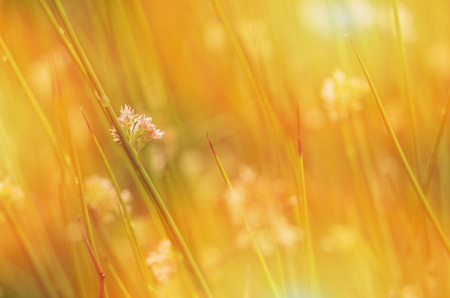 Juncus effusus in sunlight, obscure, UK, summer.
