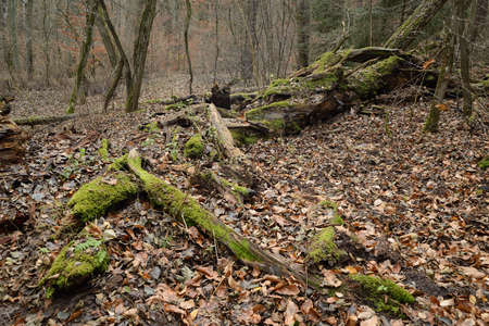 Fallen tree in the forest.の写真素材