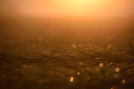 A meadow in sunrise light.の写真素材