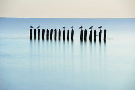 Seagulls on breakwater, polish coast, Poland, Baltic sea.の写真素材