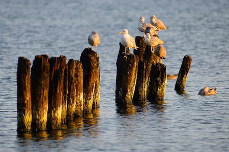 Seagulls on breakwater, Poland, Baltic sea.の写真素材