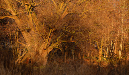 Trees in morning light, in autumn time.の写真素材