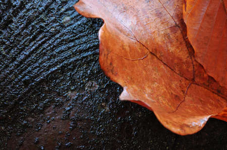 Autumn fall leaves on the wet tree.の写真素材