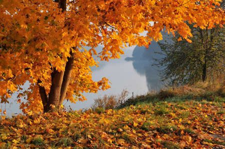 Autumn landscape with a tree, colorful foliage, fall leaves, bright colors, selective focus, low angle.の写真素材