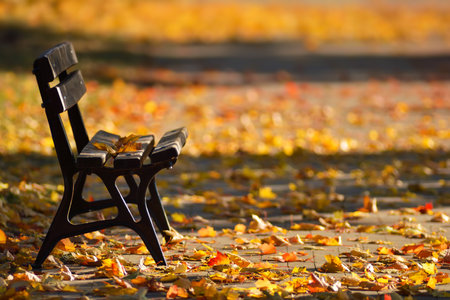 Yellow and orange autumn leaves, lonely bench in a park.の写真素材