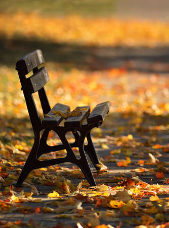 Yellow and orange autumn leaves, lonely bench in a park.の写真素材