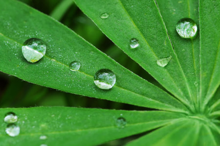 Dew drops on green leaf.の写真素材