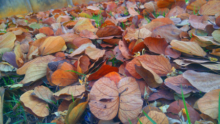 autumn leafの写真素材