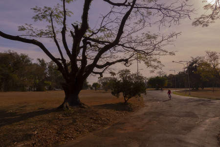 a tree and a kidのeditorial素材