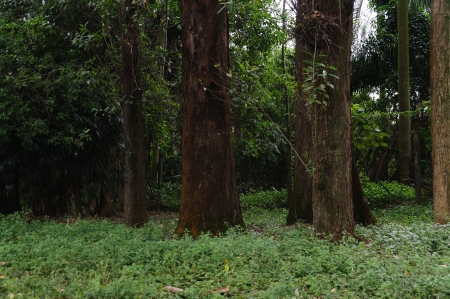 garden