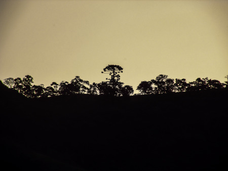 Treesの写真素材