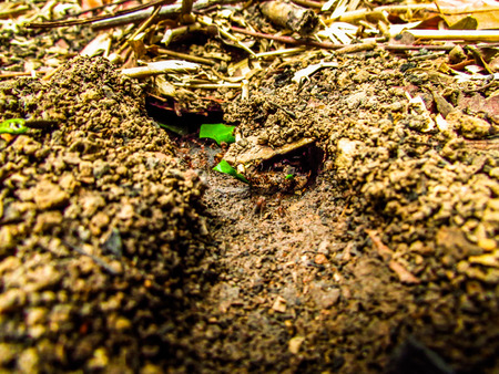 Anthill