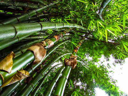 Bambooの写真素材