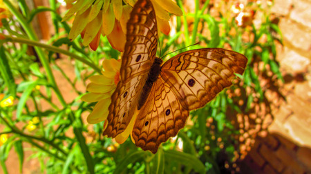 Butterflyの写真素材