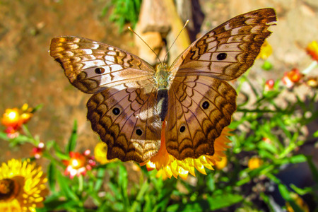 Butterfly close upの写真素材