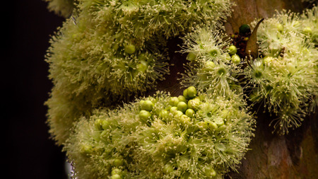Jabuticaba flowersの写真素材