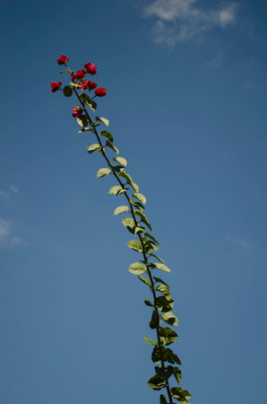 Plant with red flowersの写真素材