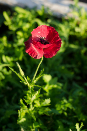 Red flower in gardenの写真素材