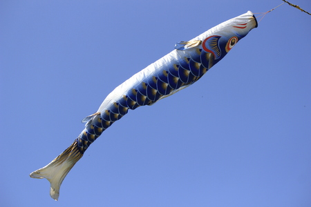 Carp Wind Stream (Koinobori) to celebrate children's day in japanの写真素材
