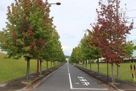 Street with row of trees.の写真素材