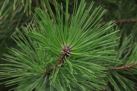 Pine leaves.