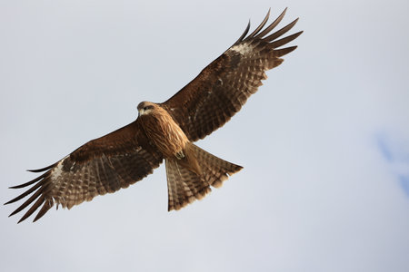 Falcon flying in the cloudy sky.