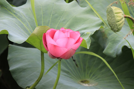 Blooming lotus flower.の写真素材