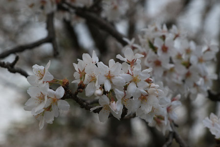 Cherry blossoms at the peak of flowering.の写真素材