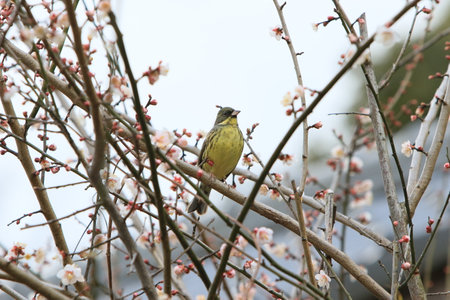 Small yellow bird perched on the cherry tree branch.の写真素材