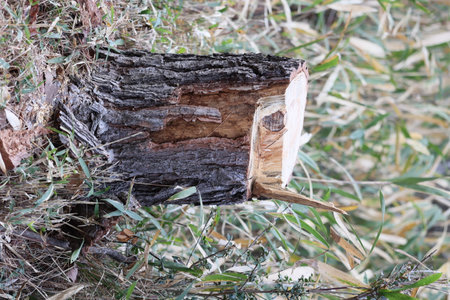 Tree trunk that was recently cut.の写真素材