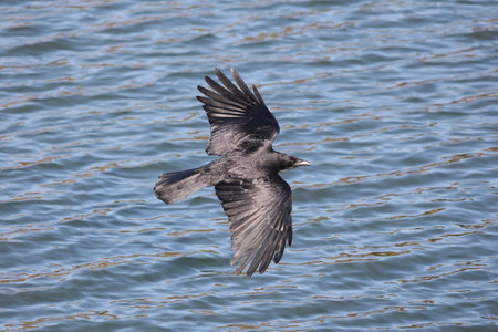 Crow flying low near the water.の写真素材