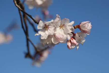 Beautiful cherry blossoms, contrasting with the blue sky.の写真素材