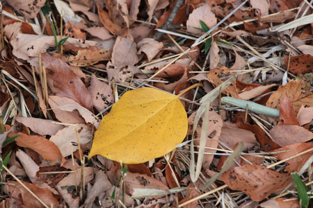 A yellow leaf fallen to the ground.の写真素材